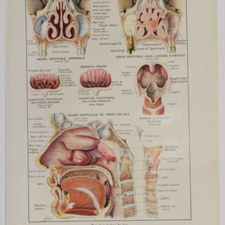 Planche d'anatomie d'époque "Nez" de 1924, décoration scientifique authentique