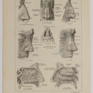 Planche d'anatomie d'époque "Nez et os" de 1924, décoration scientifique authentique
