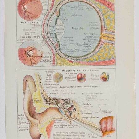 Planche d'anatomie d'époque "Œil et oreille" de 1924, décoration scientifique authentique
