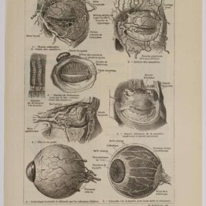 Planche d'anatomie d'époque "Œil et muscles" de 1924, décoration scientifique authentique