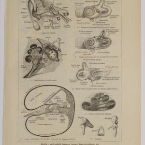 Planche d'anatomie d'époque "Oreille" de 1924, décoration scientifique authentique