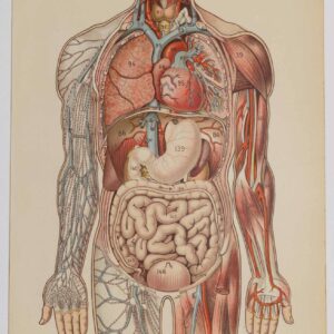 Anatomie du Corps Humain de 1924, planche anatomique interactive