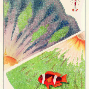 Poster artistique "Merveilles des Anémones de la Barrière de Corail" de William Saville-Kent
