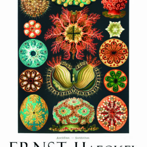 Poster artistique ”Trésors d’art déco”, Formes de la Nature, Ernst Haeckel (1904)
