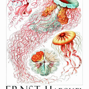 Poster artistique ”Danses Aquatiques”, Formes de la Nature, Ernst Haeckel (1904)