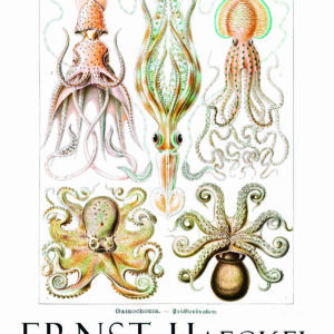 Poster artistique ”Mystères des Abysses”, Formes de la Nature, Ernst Haeckel (1904)