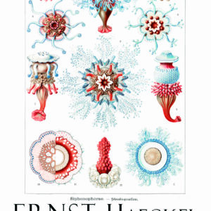 Poster artistique ”Symbiose Marine”, Formes de la Nature, Ernst Haeckel (1904)