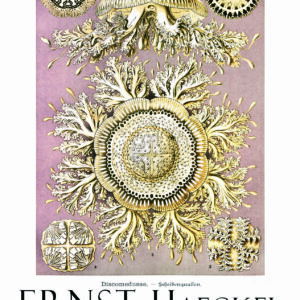 Poster artistique ”Trésors d’art déco”, Formes de la Nature, Ernst Haeckel (1904)