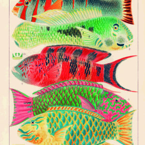 Poster artistique "Poissons Tropicaux de la Barrière de Corail" de William Saville-Kent