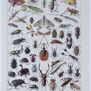 Les insectes, un document scientifique et historique