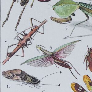 Insectes