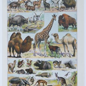 Mammifères sauvages et domestiques, planche 1930