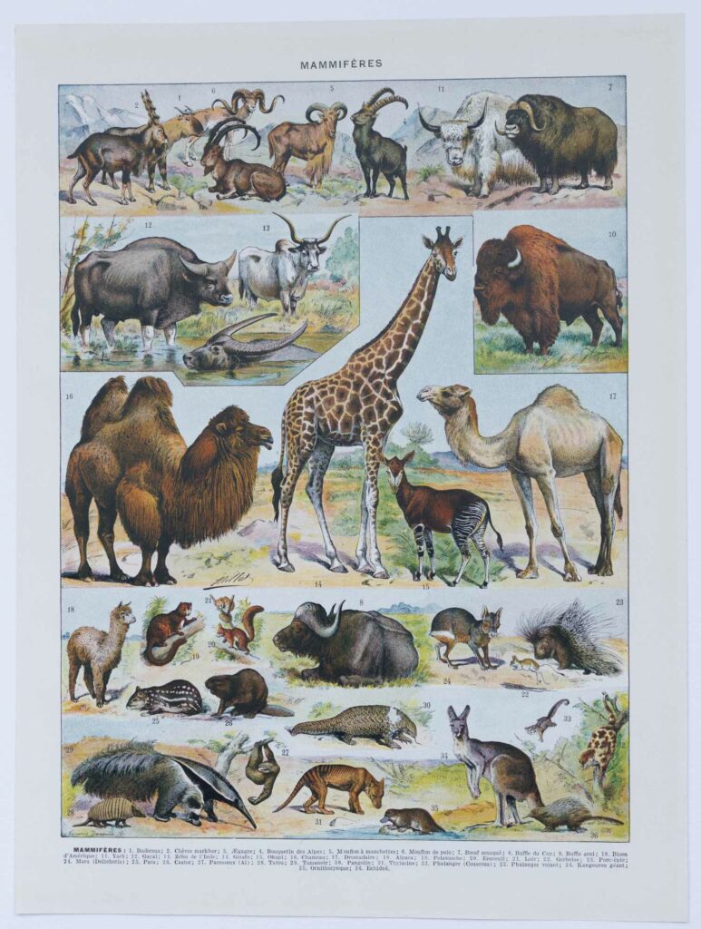 Mammifères sauvages et domestiques, planche 1930