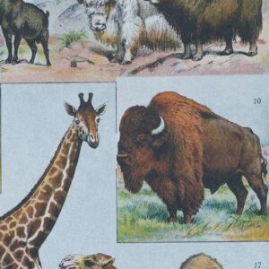 Animaux