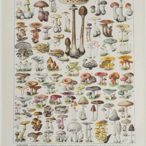 Planche botanique originale "Champignons I", de 1929