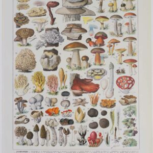 Planche botanique originale "Champignons II", de 1929