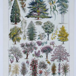 Planche botanique ancienne arbres d'ornement et jardins du monde 1930