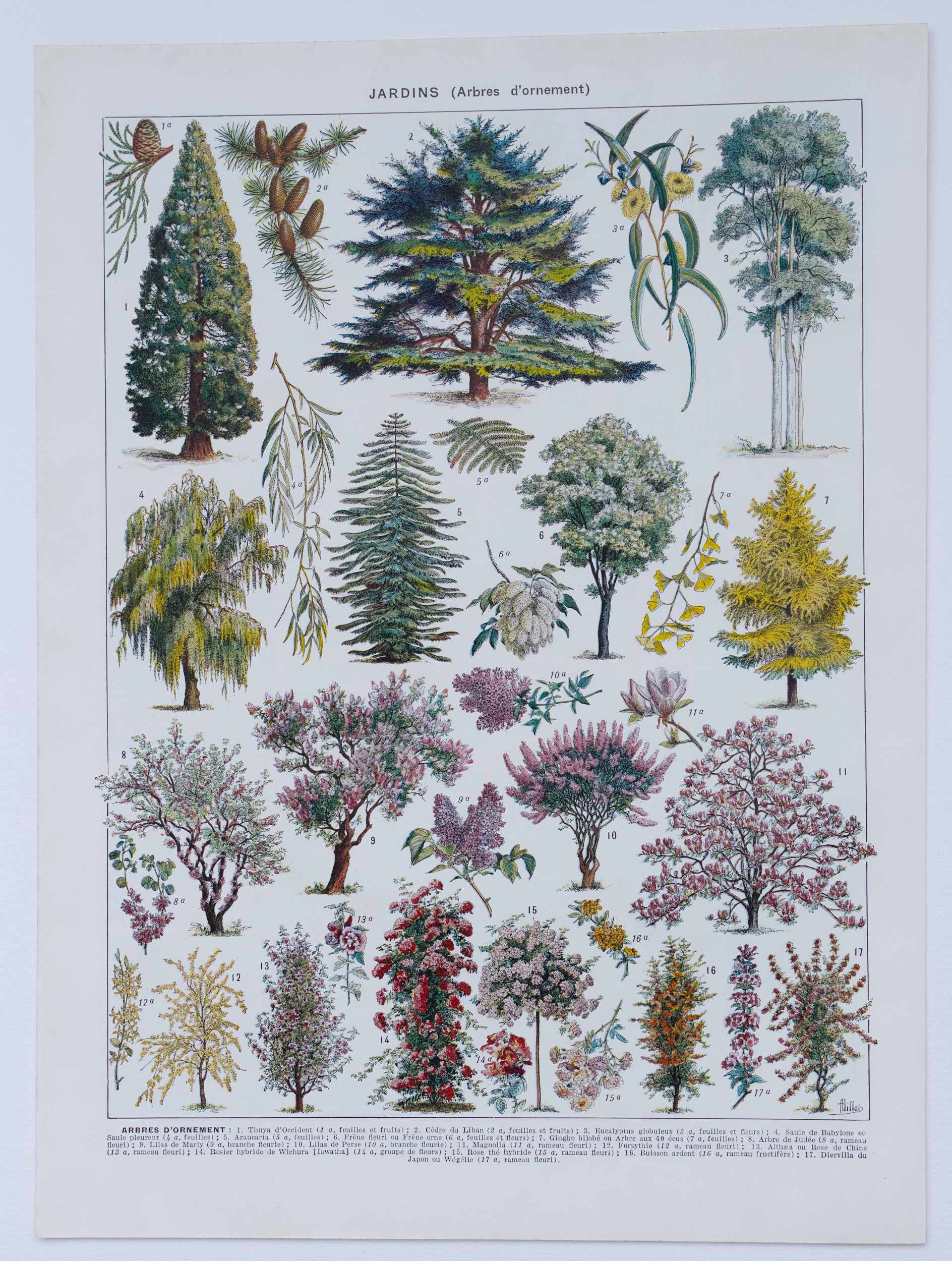 Les Arbres d&rsquo;ornement et jardins en 1930 : l&rsquo;Alliance de la botanique et de l&rsquo;art