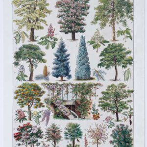 Planche botanique et architecturale jardins du monde 1930