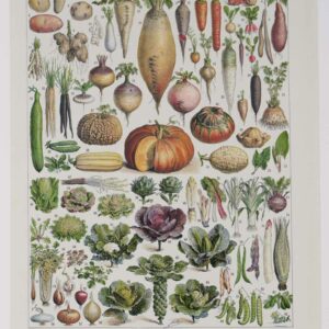 Trésor botanique des années 1930: planche des légumes oubliés