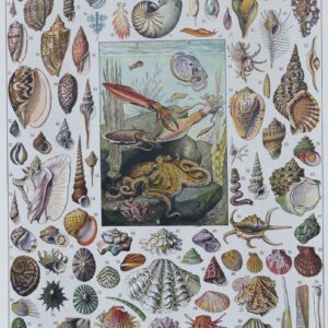 Voyage au cœur des Mollusques, planche illustrée et techniques ancestrales