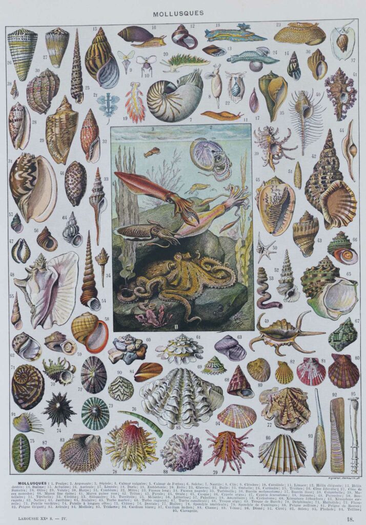 Voyage au cœur des Mollusques, planche illustrée et techniques ancestrales