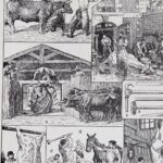 planche ancienne abattoir, gravure originale années 1930