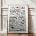 planche ancienne d’aéronautique, aviation et ballons, original 1948