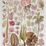 planche botanique algues, illustration originale années 1930