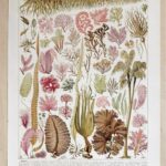planche botanique algues, illustration originale années 1930