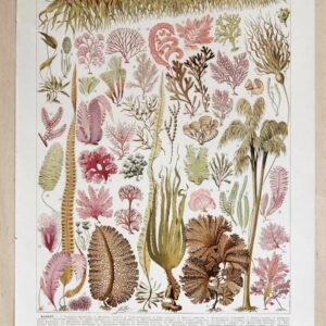 planche botanique algues, illustration originale années 1930