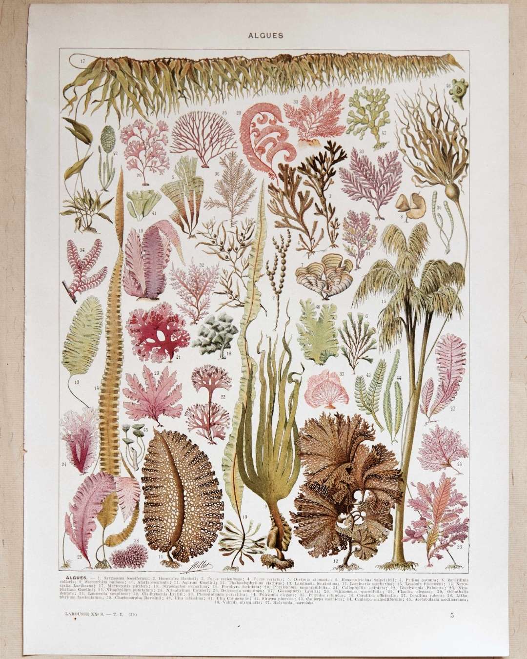 planche botanique algues, illustration originale années 1930