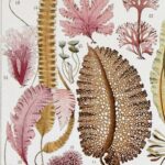 planche botanique algues, illustration originale années 1930