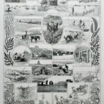 planche botanique algues, illustration originale années 1930