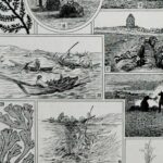 planche botanique algues, illustration originale années 1930
