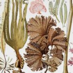 planche botanique algues, illustration originale années 1930