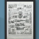planche botanique algues, illustration originale années 1930