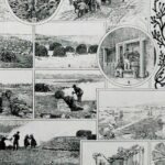 planche botanique algues, illustration originale années 1930