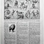 les pratiques sportives illustrées en 1948, 6 planches originales
