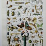 planche zoologique des arthropodes, original 1948
