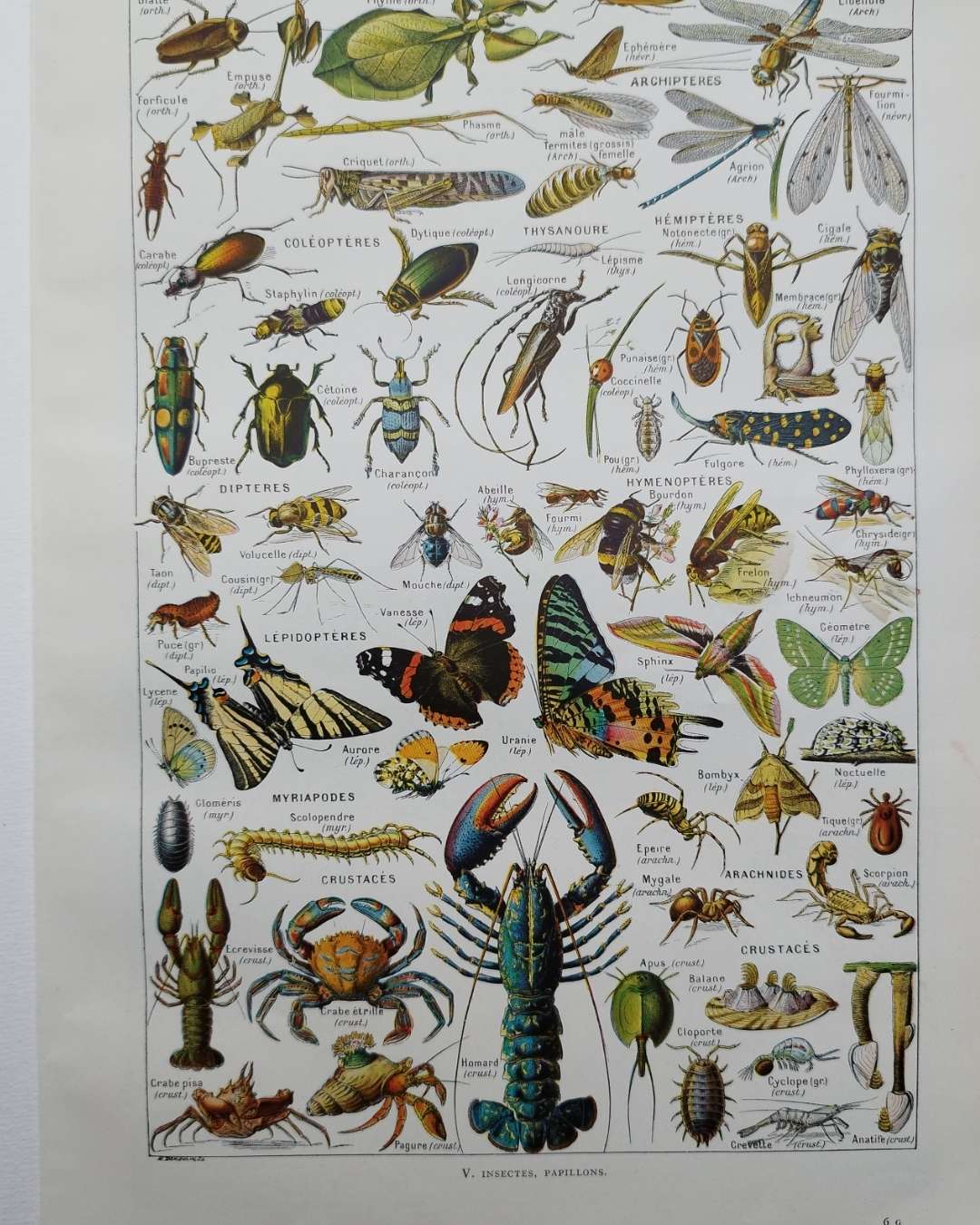 planche zoologique des arthropodes, original 1948