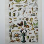 planche zoologique des arthropodes, original 1948