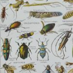 planche zoologique des arthropodes, original 1948