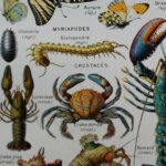 planche zoologique des arthropodes, original 1948