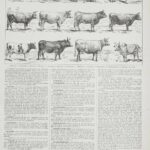 vaches races normande charolaise durham 1930, planche zoologie bovine