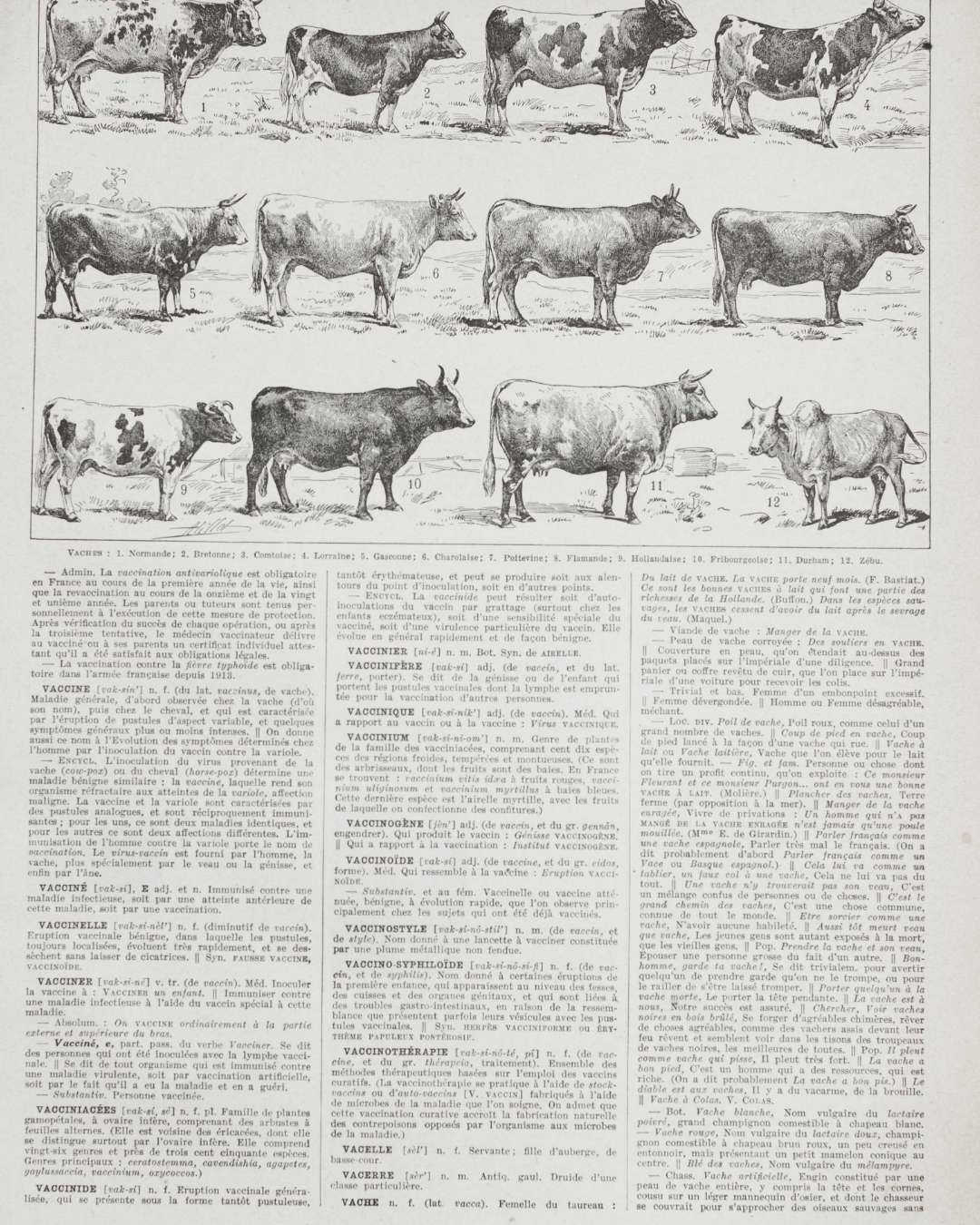 vaches races normande charolaise durham 1930, planche zoologie bovine