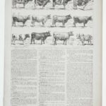 vaches races normande charolaise durham 1930, planche zoologie bovine