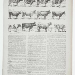vaches races normande charolaise durham 1930, planche zoologie bovine