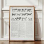 vaches races normande charolaise durham 1930, planche zoologie bovine