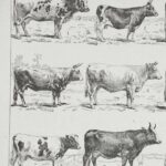 vaches races normande charolaise durham 1930, planche zoologie bovine